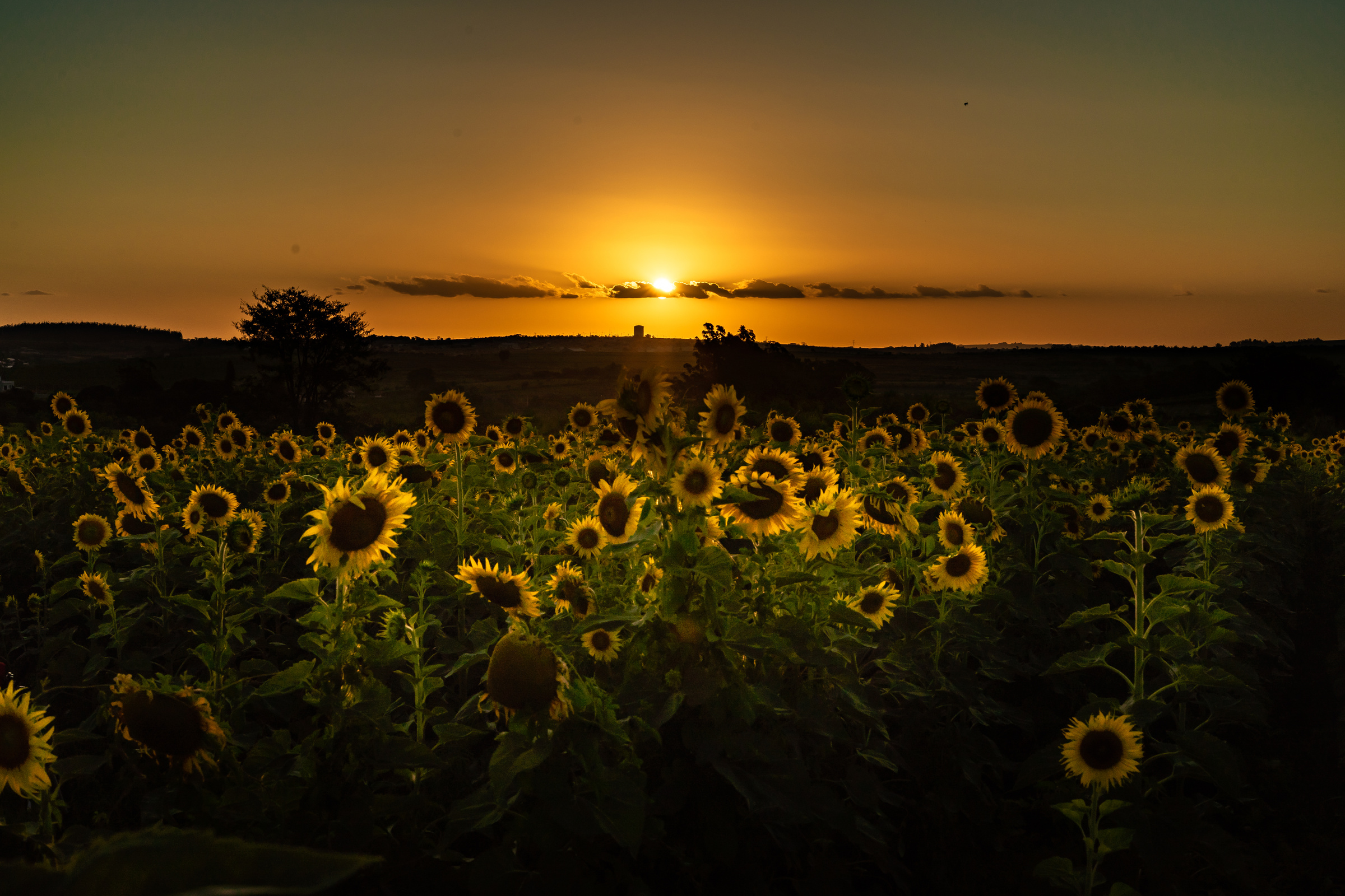 Sunflower Field  Photography at sunset